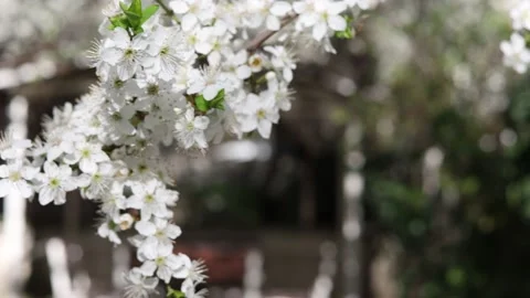 Blooming branches of a fruit tree in spring Video stock 178956875
