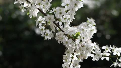 Blooming branches of a fruit tree in spring Video stock 178968636