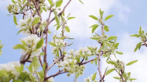 Blooming branches of fruit tree in spring Stock Footage 230075414