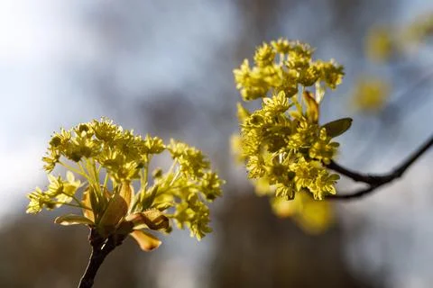 Blooming branches of the maple tree. Spring blossom Stock Photos