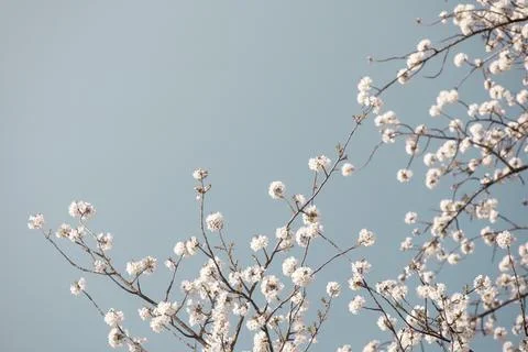 Blooming branches on neutral background. Stock Photos