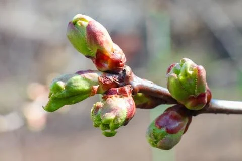 Blooming branches of a pear tree close up 스톡 사진