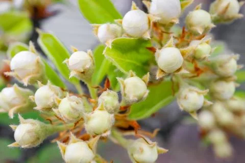 Blooming branches of a pear tree close up Foto stock