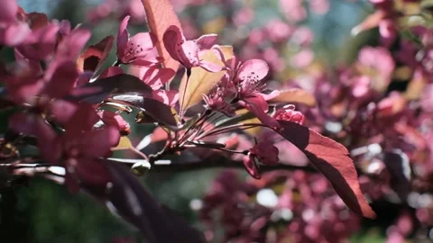 Blooming branches with pink flowers, slow motion Stock Footage 155201401