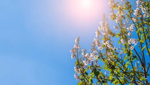 Blooming branches of pink paulownia tree with flowers on sky background in Stock Photos