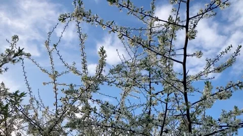 Blooming branches of a small apple tree, a spring texture with movement Stock Footage 332431133