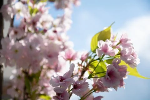 Blooming branches in spring Stock Photos