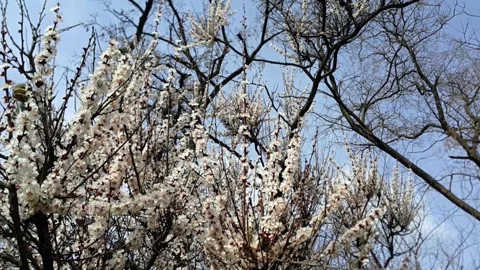 Blooming branches sway in the wind. Stock Footage 145269407