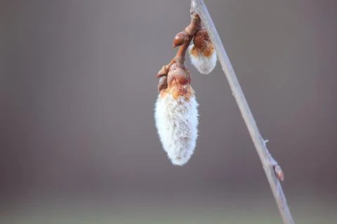 Blooming branches of a willow tree - fluffy cats Stock Photos