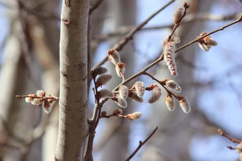 Blooming branches of a willow tree - fluffy cats Stock Photos