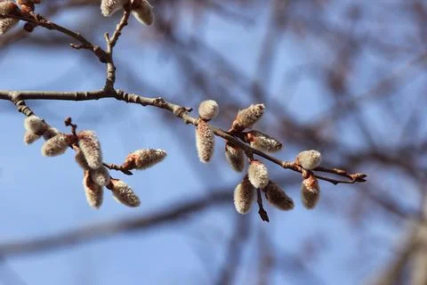 Blooming branches of a willow tree - fluffy cats Stock Photos