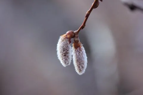 Blooming branches of a willow tree - fluffy cats Stock Photos