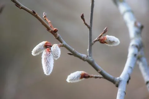 Blooming branches of a willow tree - fluffy cats Stock Photos
