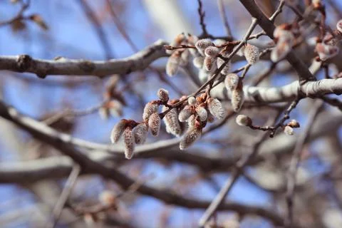 Blooming branches of a willow tree - fluffy cats Stock Photos
