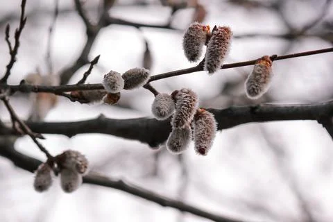 Blooming branches of a willow tree - fluffy cats Stock Photos