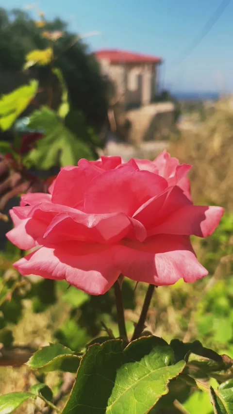 Blooming bright pink rose dancing in the wind Stock Footage 312902574