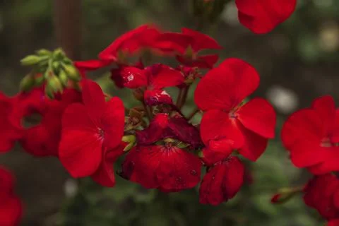 Blooming bright red geranium close-up in the garden in summer Stock Photos