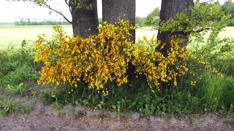 Blooming broom Stock Footage 241680182
