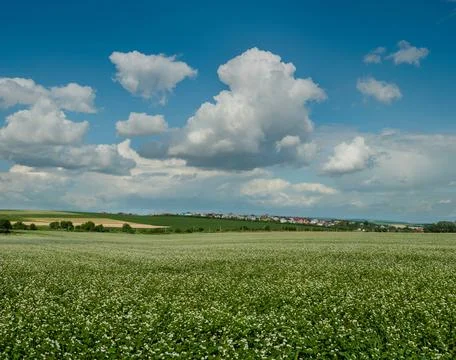A blooming buckwheat field with a deep perspective of farmland and village on Stock Photos