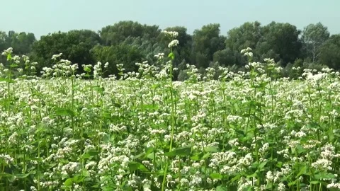 Blooming buckwheat in a field in spring Stock Footage 146391550