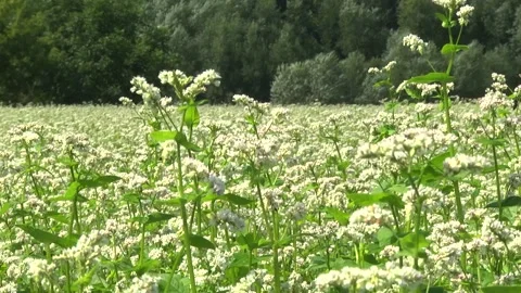 Blooming buckwheat in a field in spring Stock Footage 146391563