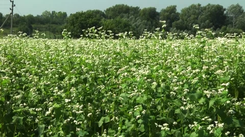 Blooming buckwheat in a field in spring Stock Footage 146391564