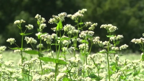 Blooming buckwheat in a field in spring Stock Footage 146391565