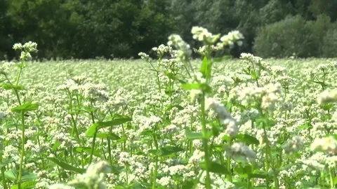 Blooming buckwheat in a field in spring Stock Footage 146391566