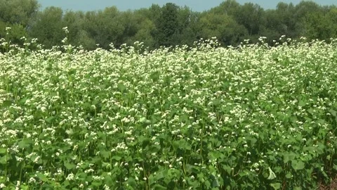 Blooming buckwheat in a field in spring Stock Footage 146391609