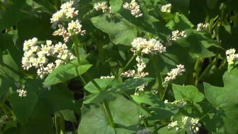 Blooming buckwheat in a field in spring Stock Footage 146391625