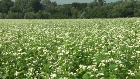 Blooming buckwheat in a field in spring Stock Footage 146391627