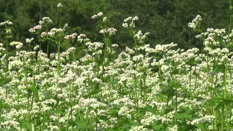 Blooming buckwheat in a field in spring Stock Footage 146391628