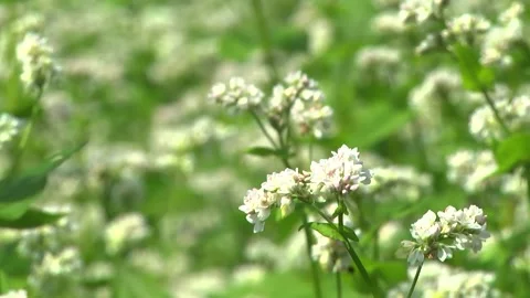 Blooming buckwheat in a field in spring Stock-Footage 146391642