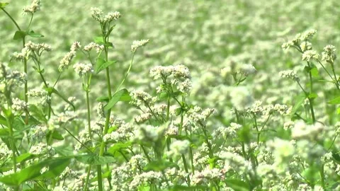 Blooming buckwheat in a field in spring Stock Footage 146391643