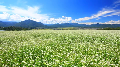 Blooming Buckwheat Fields, Mount Dokko, the Aoki Mountains, and Rays of Sunlight 스톡 동영상 330607193