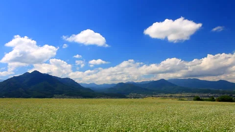 Blooming Buckwheat Fields, Mt. Fudamine, Mt. Dokko, and the Floating Clouds 스톡 동영상 330359855