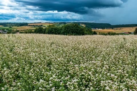 Blooming buckwheat fields. Stock Photos