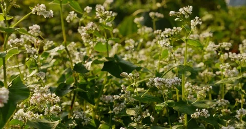 Blooming buckwheat Video stock 114654120