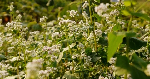 Blooming buckwheat Stock Footage 114654193