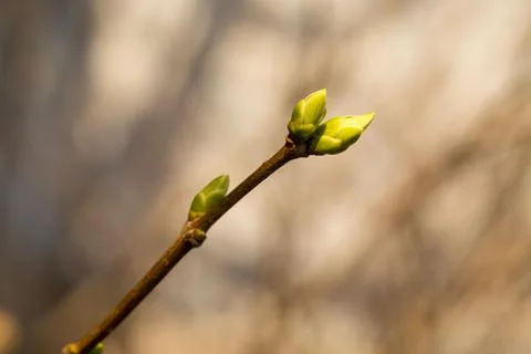 Blooming buds on the branch. 写真素材