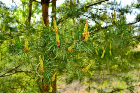 Blooming buds of pine cones close-up and green needles on the branches of a p Stock Photos