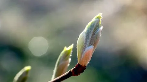 Blooming buds on a tree close-up in sunlight Stock Photos