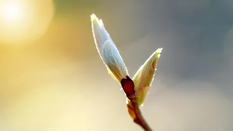 Blooming buds on a tree close-up in sunlight Stock Photos