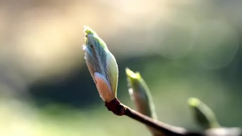Blooming buds on a tree close-up in sunlight Stock Photos