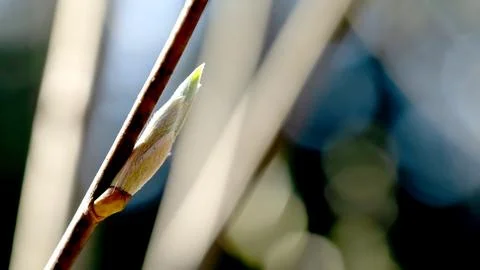 Blooming buds on a tree close-up in sunlight Stock Photos