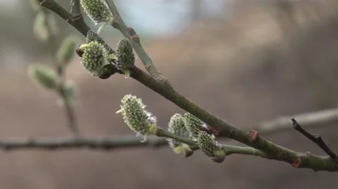 Blooming buds of trees. Stock Footage 53829296