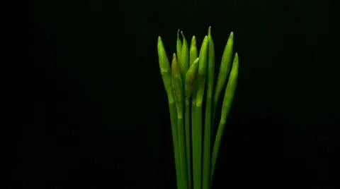 Blooming bunch of  daffodils mid shot time lapse HD Stock Footage 10825256