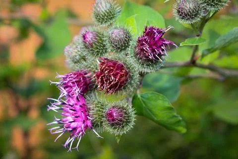 Blooming burdock Stock Photos