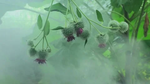 Blooming burdock in smoke Video stock 159582076
