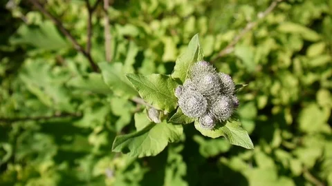 Blooming burdock in the summer field. Arctium. HD video. Stock Footage